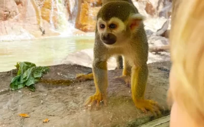 Waco Cameron Park Zoo Celebrates 30th Anniversary!