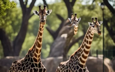Loss of Giraffes at Waco Zoo