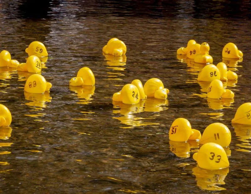 Race Day Excitement: Waco's Duck Race Experience