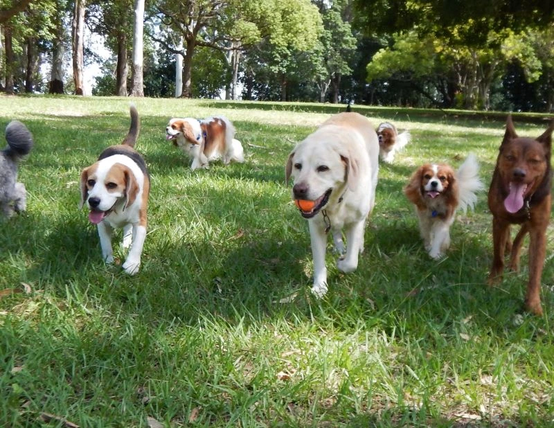 Discover Dog-Friendly Parks in Waco for Off-Leash Fun