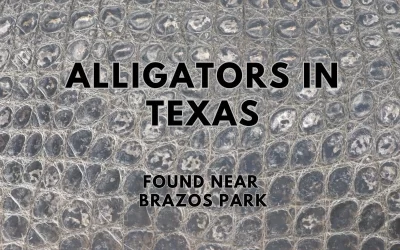 Alligators in Texas near Brazos Park, Waco