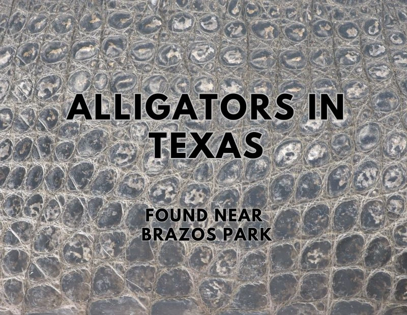 alligator basking in the sun near Brazos Park, Waco, Texas