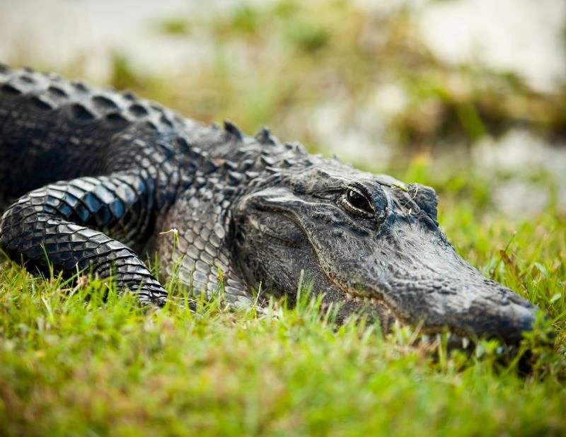 Close-up of an alligator in Waco, Texas swamp
