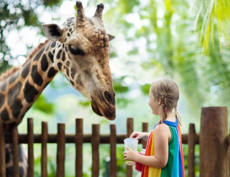 Joyful little girl marveling at giraffes in Cameron Park Zoo, Waco.