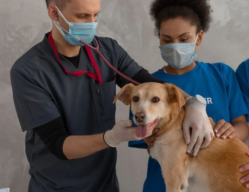 Best Veterinarians in Waco - Leaders in Pet Care