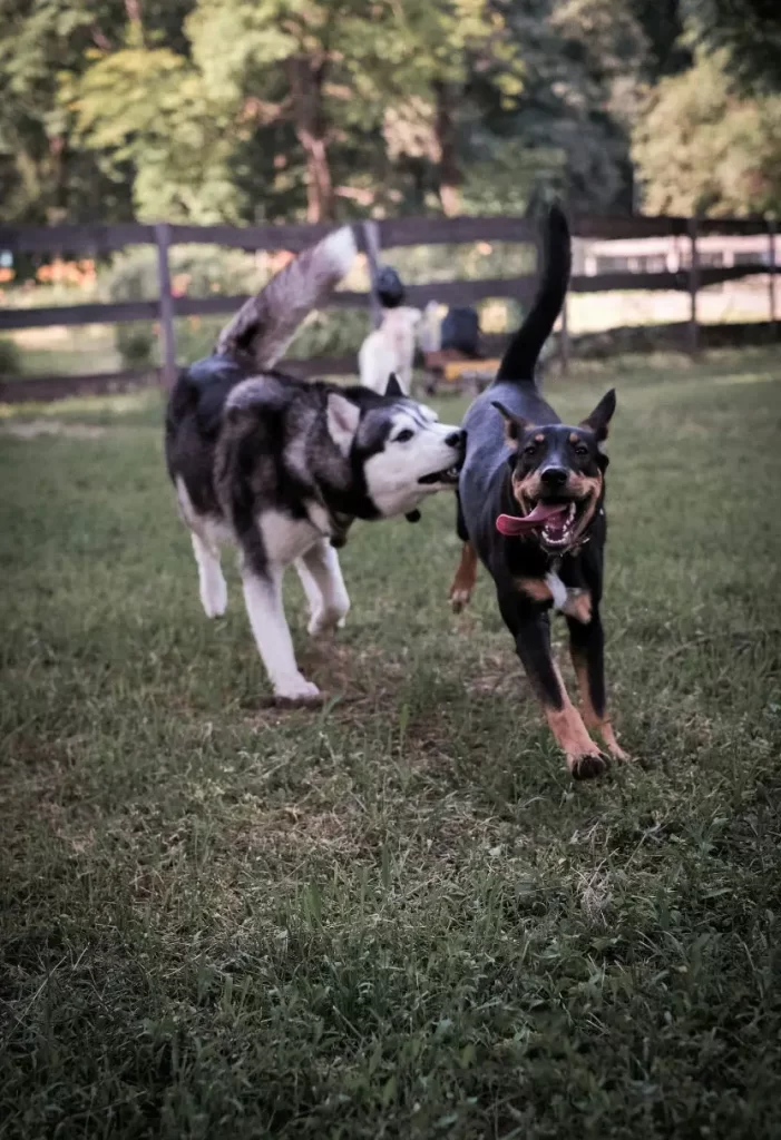 Charming cottage with a fenced yard where a dog is playing, showcasing Pet-Friendly Rentals Near Magnolia Market in Waco.