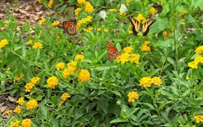 Waco, Texas: Cameron Park Zoo Butterfly Garden Guide