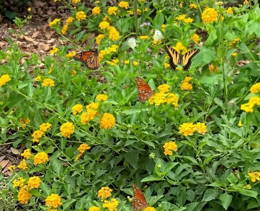 Monarch, swallowtail, and Gulf fritillary butterflies fluttering over blooming yellow lantana flowers in the butterfly garden at Cameron Park Zoo in Waco, Texas.